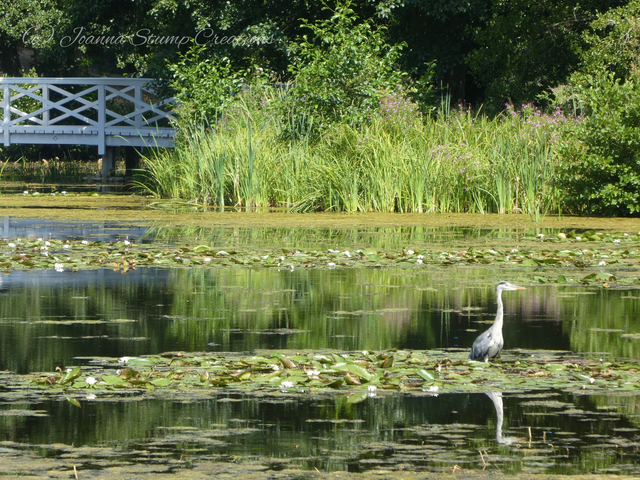 Photographic Open Edition Print from my "Flora and Fauna" collection, "Impressionists Beauty"