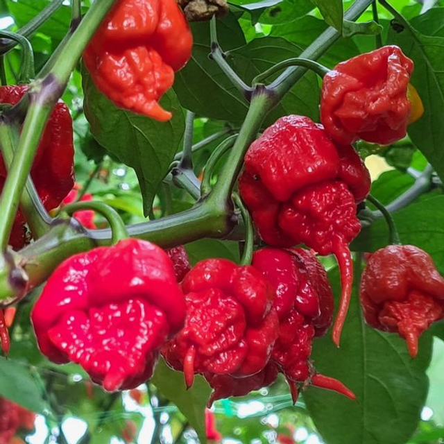 Piment Carolina Reaper