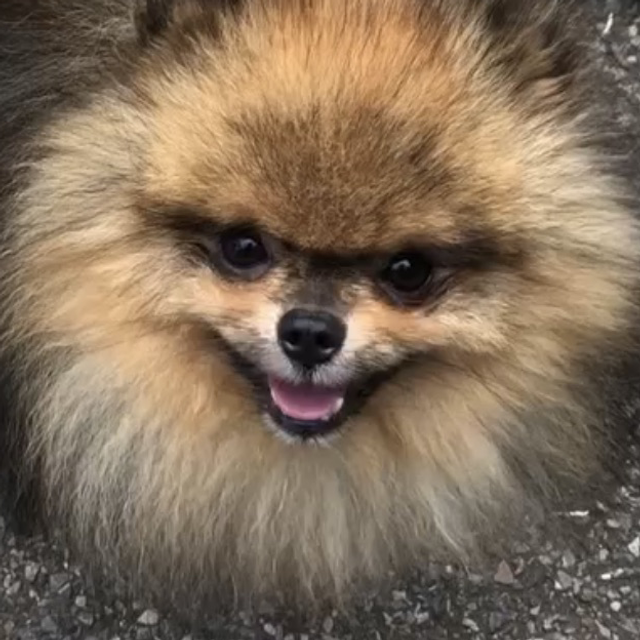 4) Community Cuddles &amp; Wellness 1 hour