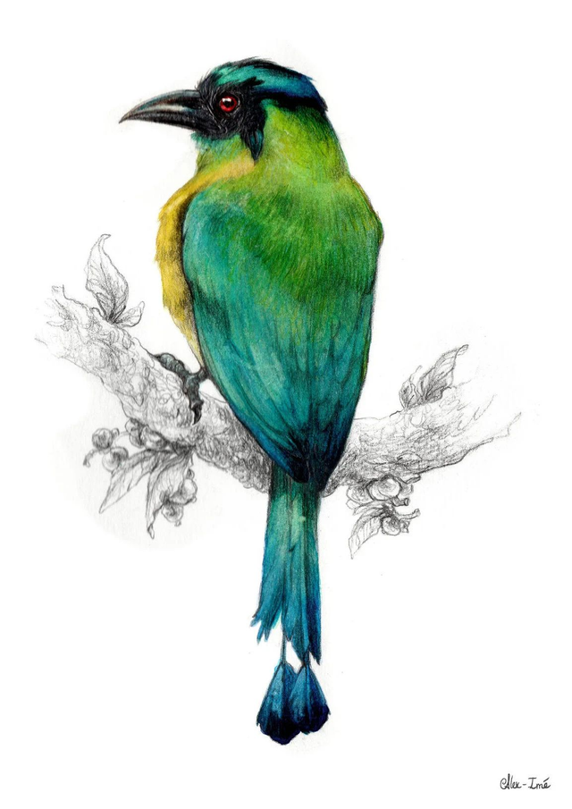 Format A5, un animal, couleur _ Commande Originaux - Dessin naturaliste 