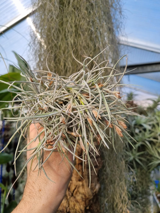Tillandsia usneoides x recurvata