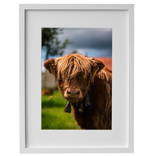 Vachette &#039;Joe&#039; - Faune