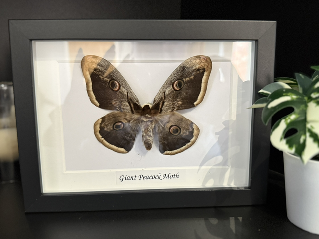 Giant Peacock Moth
