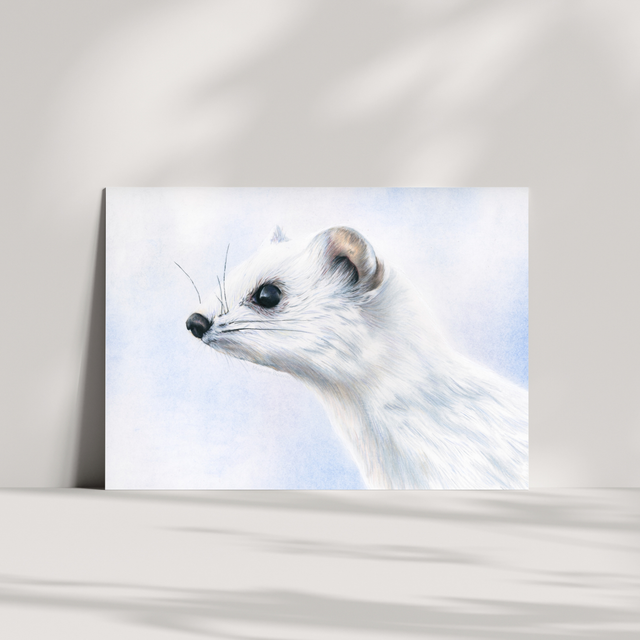 Carte de vœux - Hermine N°1