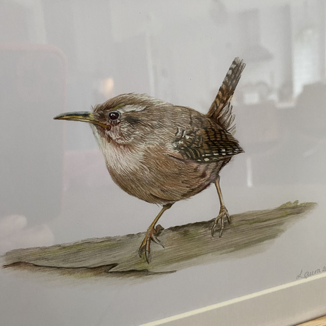 Wren Original Drawing