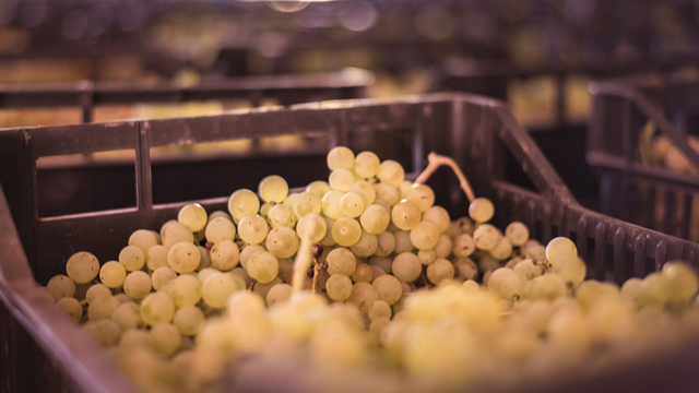 three steps in Gambellara - tre passi nel Gambellara