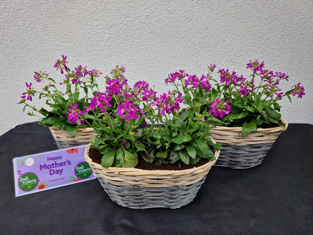 MOTHERS DAY GIFT - Outdoor Arabis Purple Plants In Wicker Trough Planter