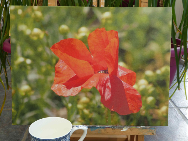 Photographic Open Edition Canvas Panel Print, from my "Poppies" collection, "Ragged Poppy"