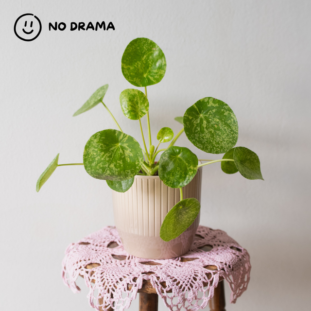 Pilea Peperomioides 'Mojito' 🌿