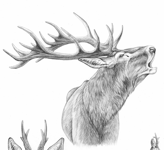 Rois des forêts - A3 - précommande