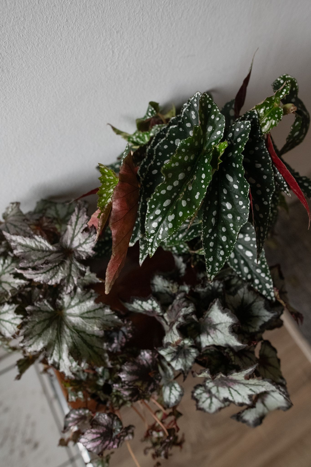 Begonia Mania - Xmas Kit 🎀