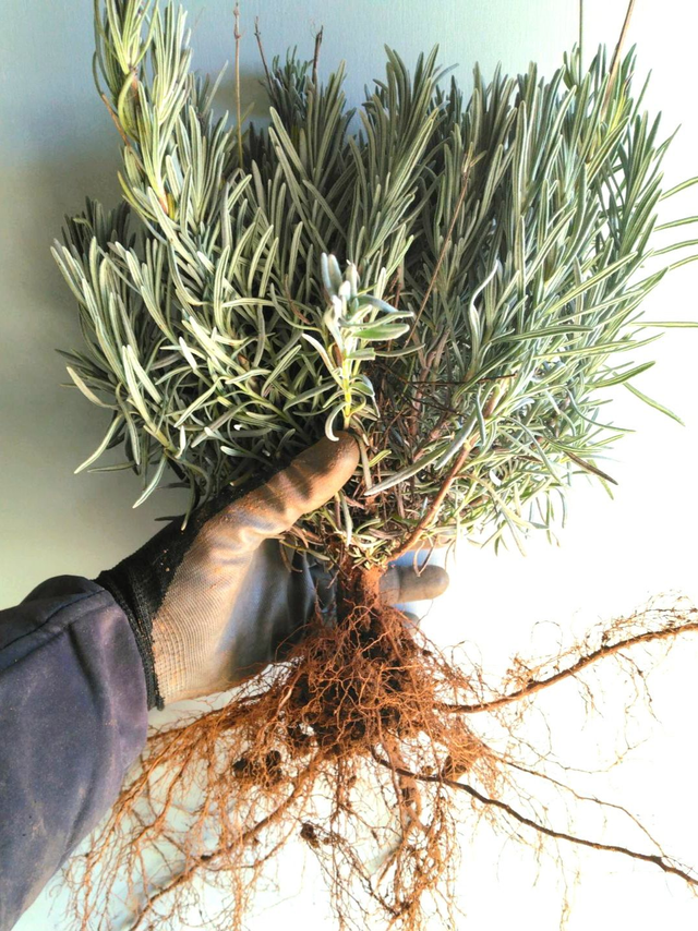 10 LAVANDES - racines nues (à réserver pour 2025)