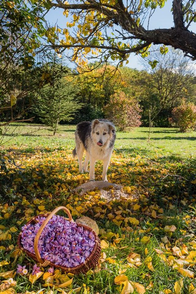 Apis se léche les babines