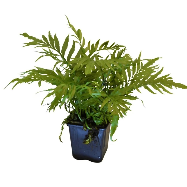 14cm pot Bolbitis Heudelotii XL 8715897309434