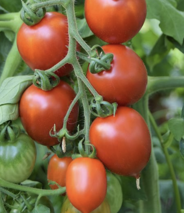 Tomate Brin de Muguet