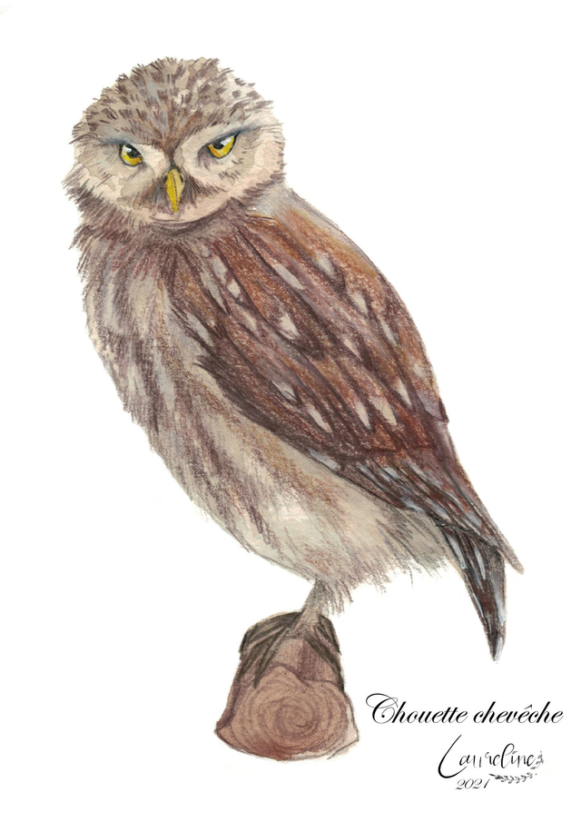 Carte postale chouette chevêche 
