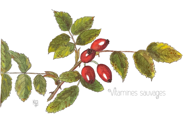 Carte postale botanique - Eglantier "Vitamines sauvages"