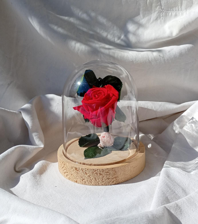 FdM12 Rose Versaille 