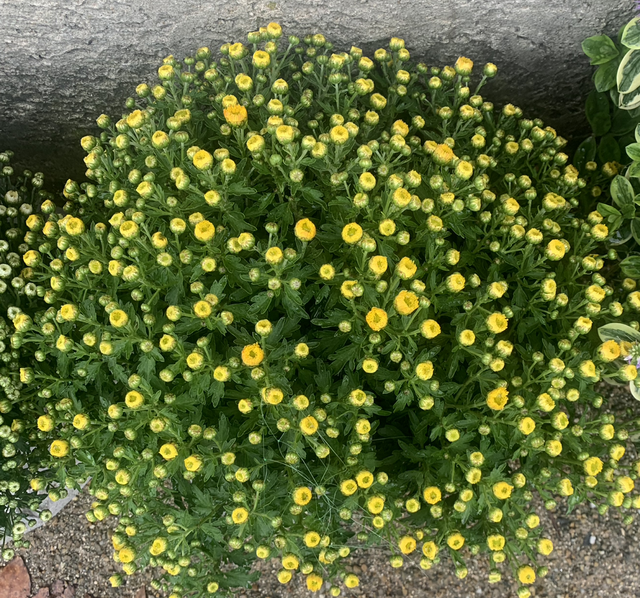 Chrysanthème jaune