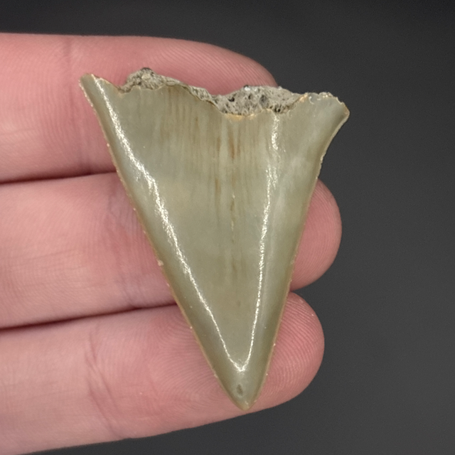 Mako Shark Tooth