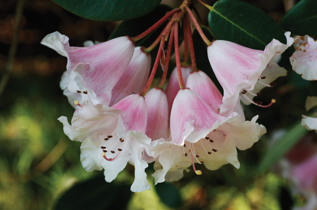 Rhododendron Brocade Plus Essence
