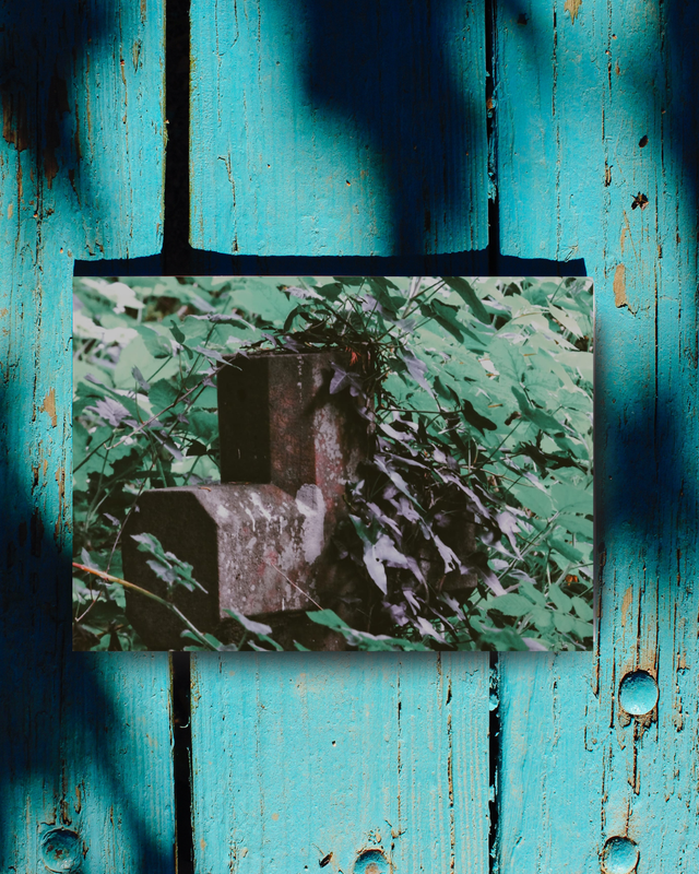 Shrouded in the Foliage 