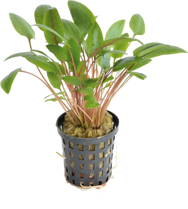 AP cryptocoryne wendtii green 8715897272271