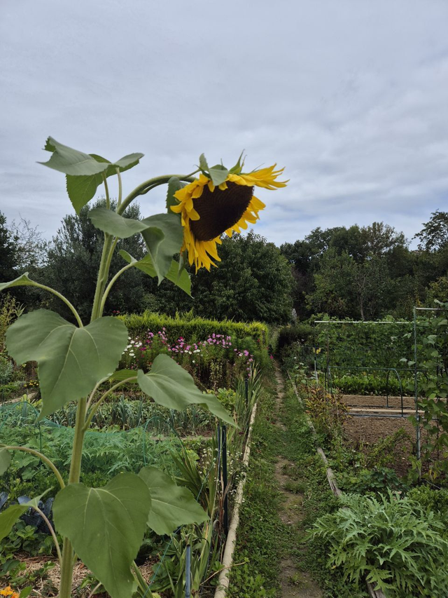 Tournesol Géant Mammouth