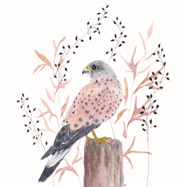 Cadre - Faucon crécerelle