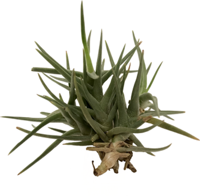 Tillandsia cocoensis