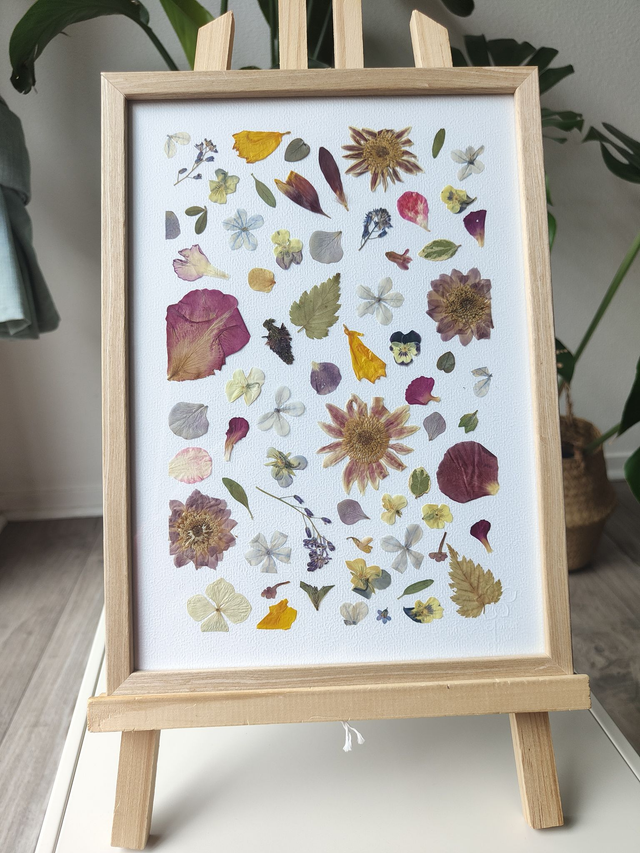 Herbier de fleurs pressées