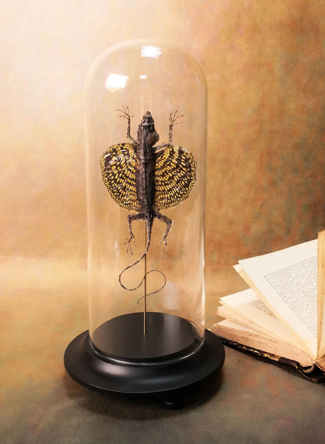 Lézard volant - Draco Haematopogon