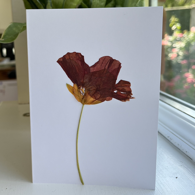 Nasturtium Greeting Cards