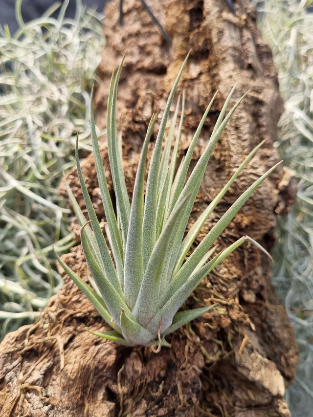 Tillandsia (Vriesea) espinosae