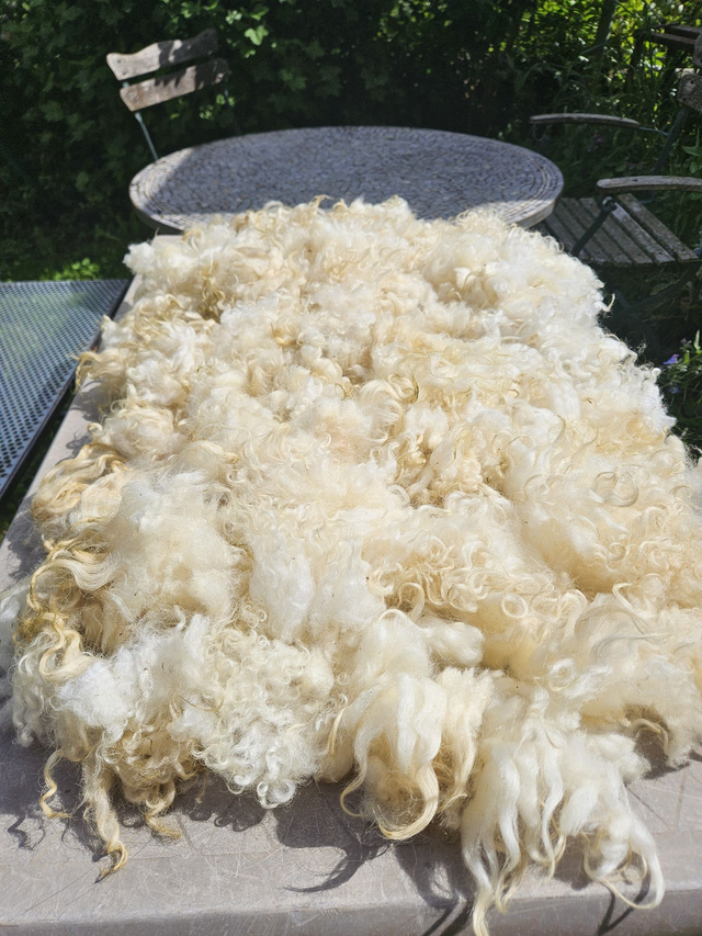 Toison brute "blanche"