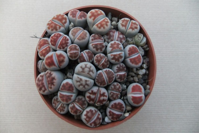 D14 . Lithops karasmontana