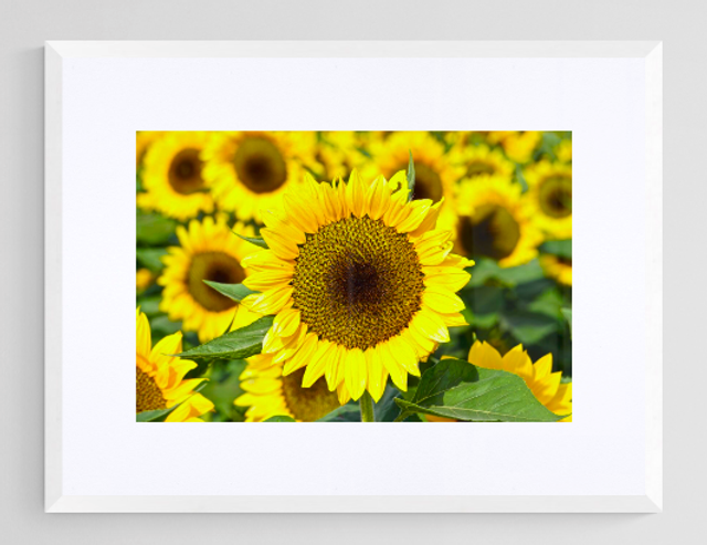 Central Sunflower - Print