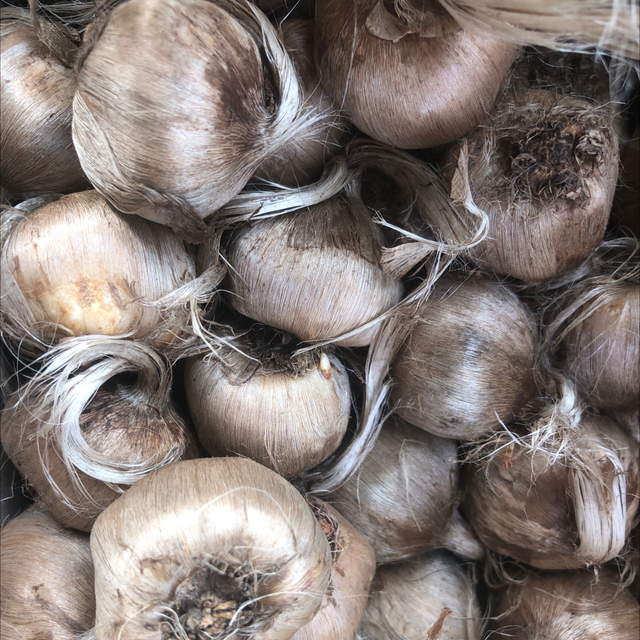 Bulbe de Safran AB - Calibre 10-11 