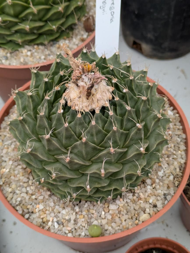 Obregonia denegrii