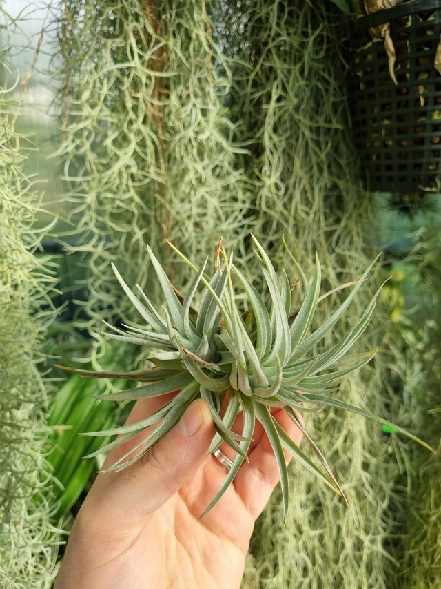Tillandsia recurvifolia