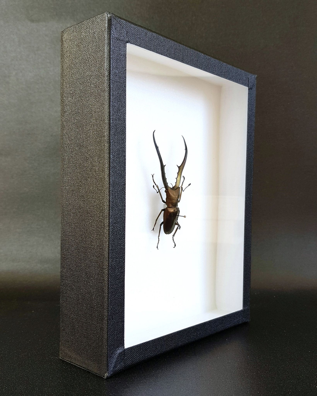 Cyclommatus metallifer finae