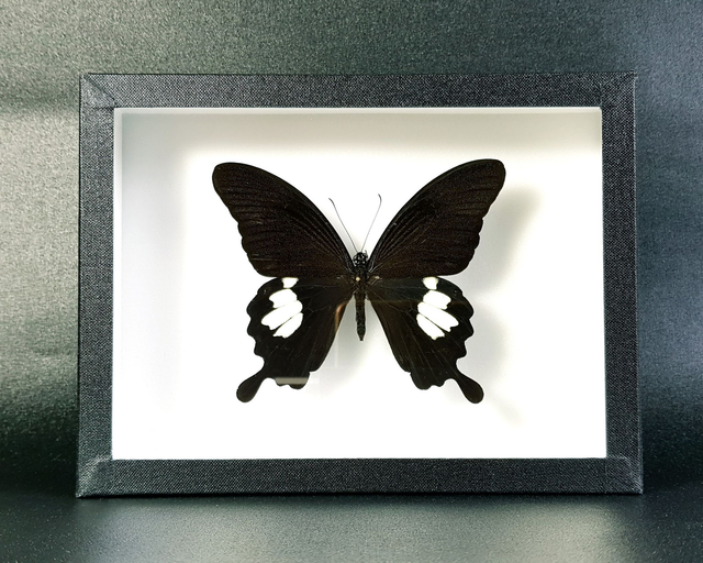 Papilio helenus