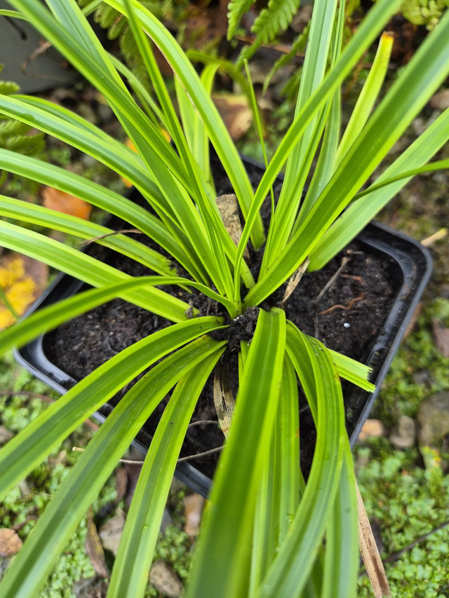 Carex oshimensis 'Everlime' P11 (1.3 litre)