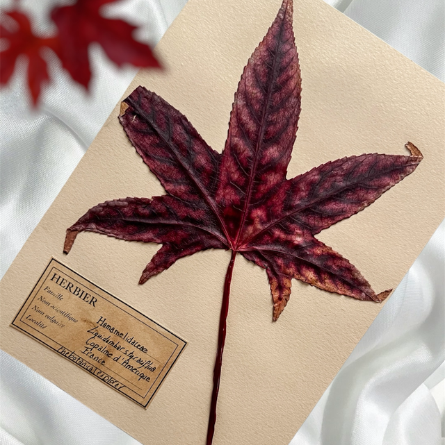 Herbier A5 - Liquidambar V1
