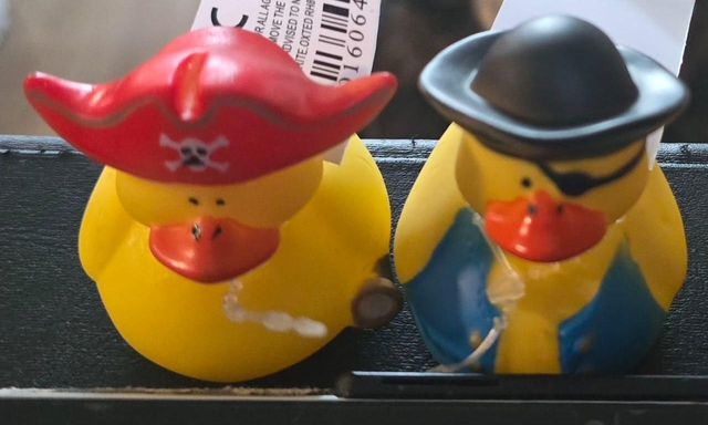 Pirate duck