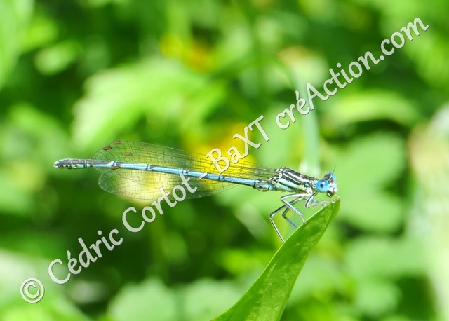 2 - Carte postale - Le petit monde du Vivant (Ref IMG_6124)