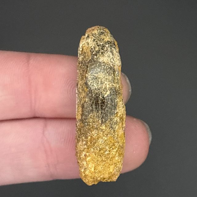 Rebbachisaurus Tooth