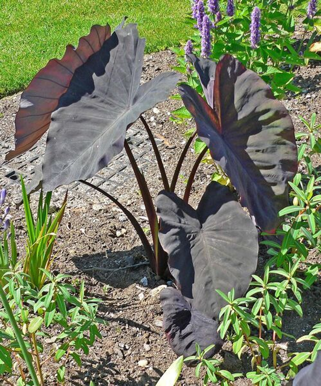 Colocasia esculenta &#039;Black Magic&#039; 1 litre (large leaves so collection advised.  Plants sent by mail will be cut back.)