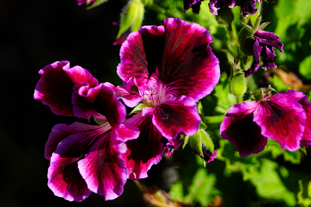 Fleur violette