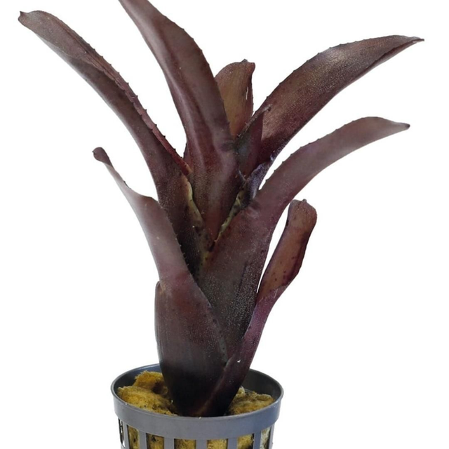 PT Neoregelia Amazon 8715897361531